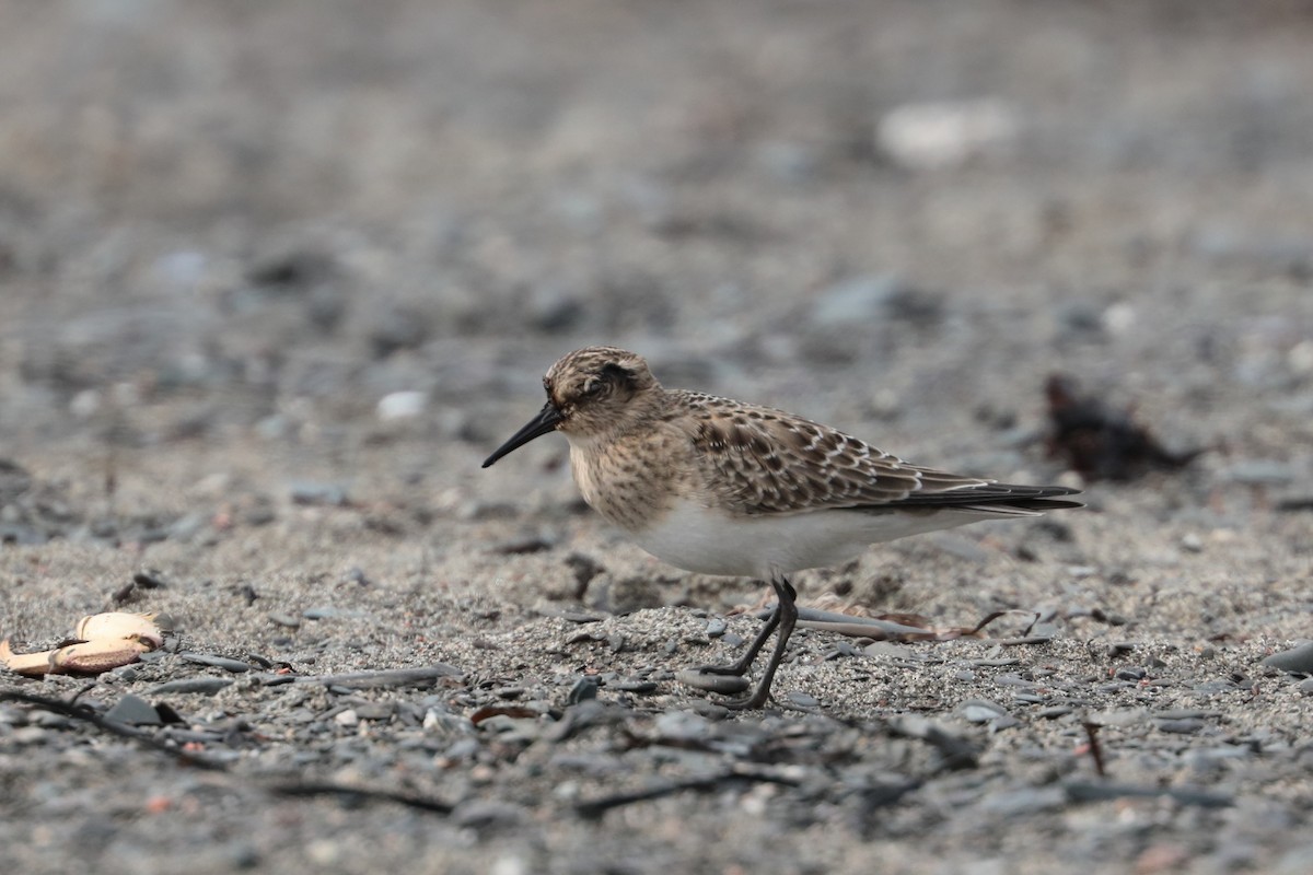 Baird's Sandpiper - ML608699757