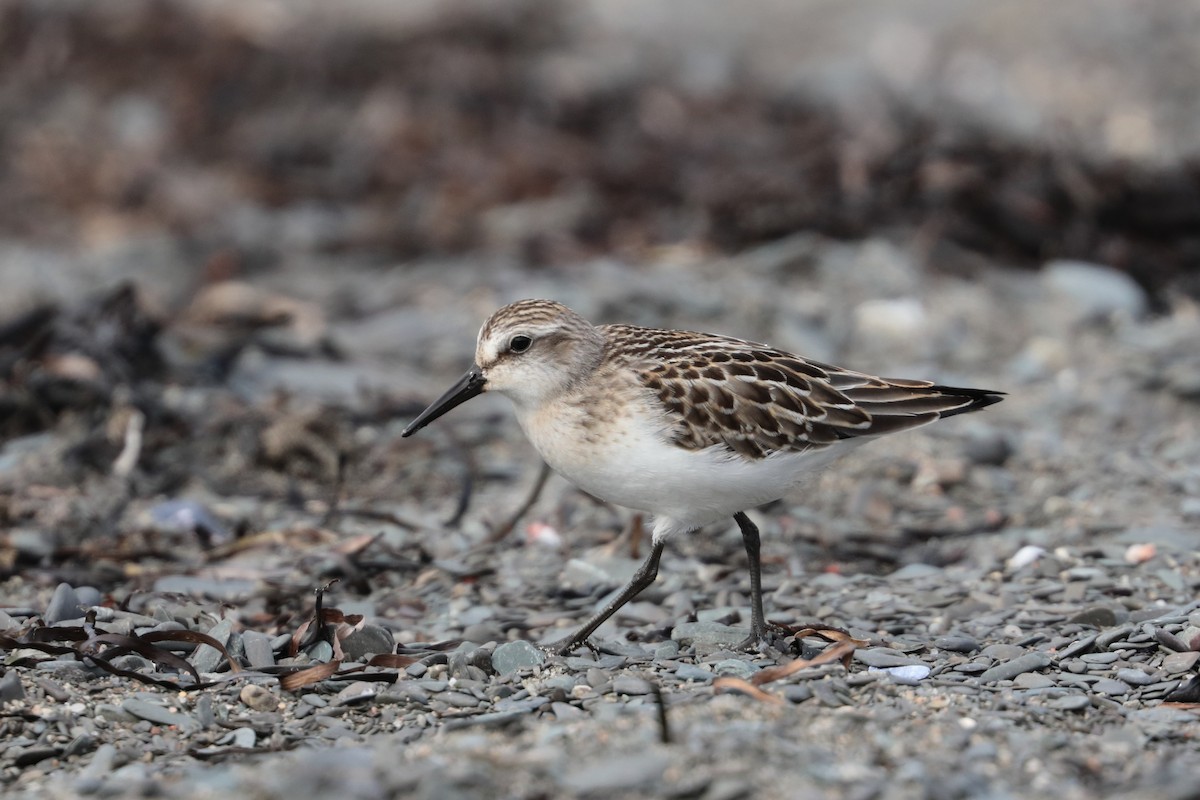 Semipalmated Sandpiper - ML608699780