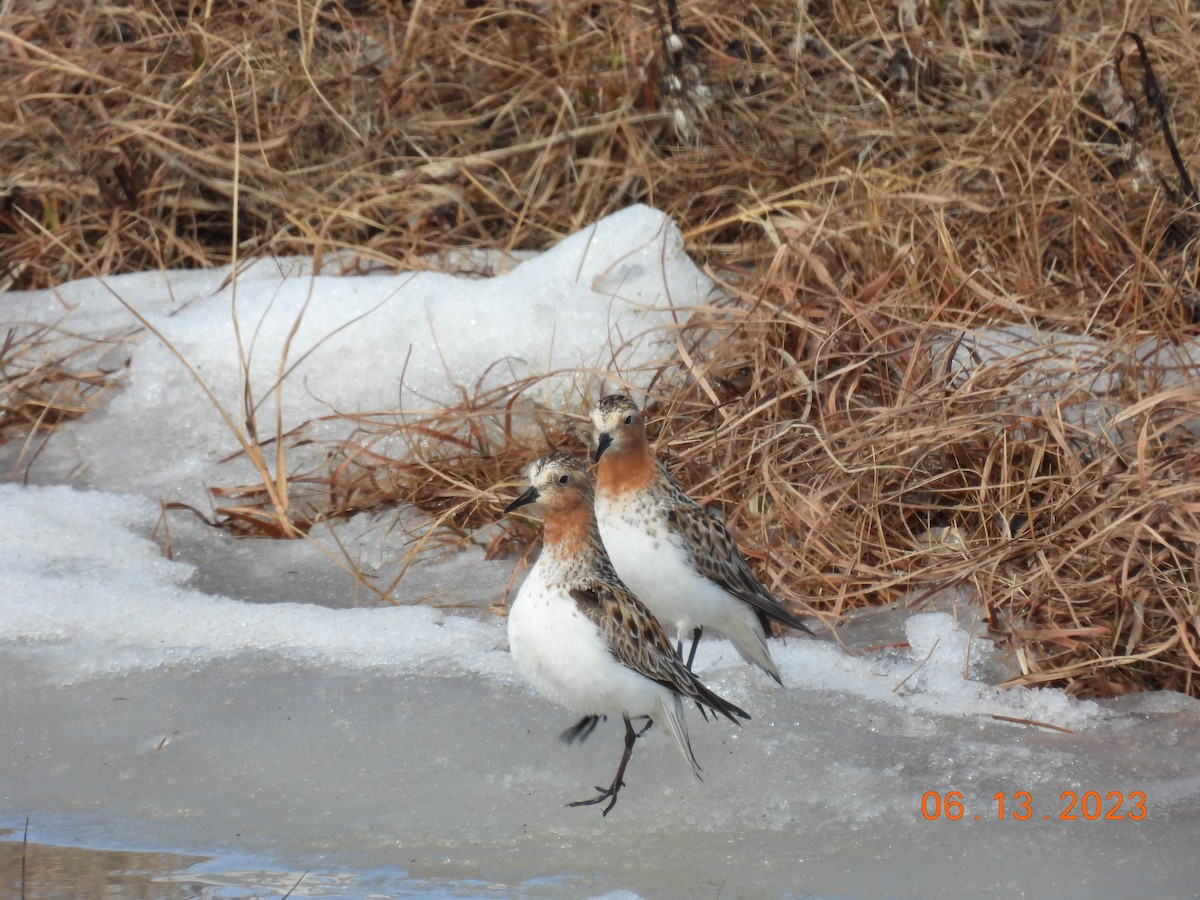 Red-necked Stint - ML608699870