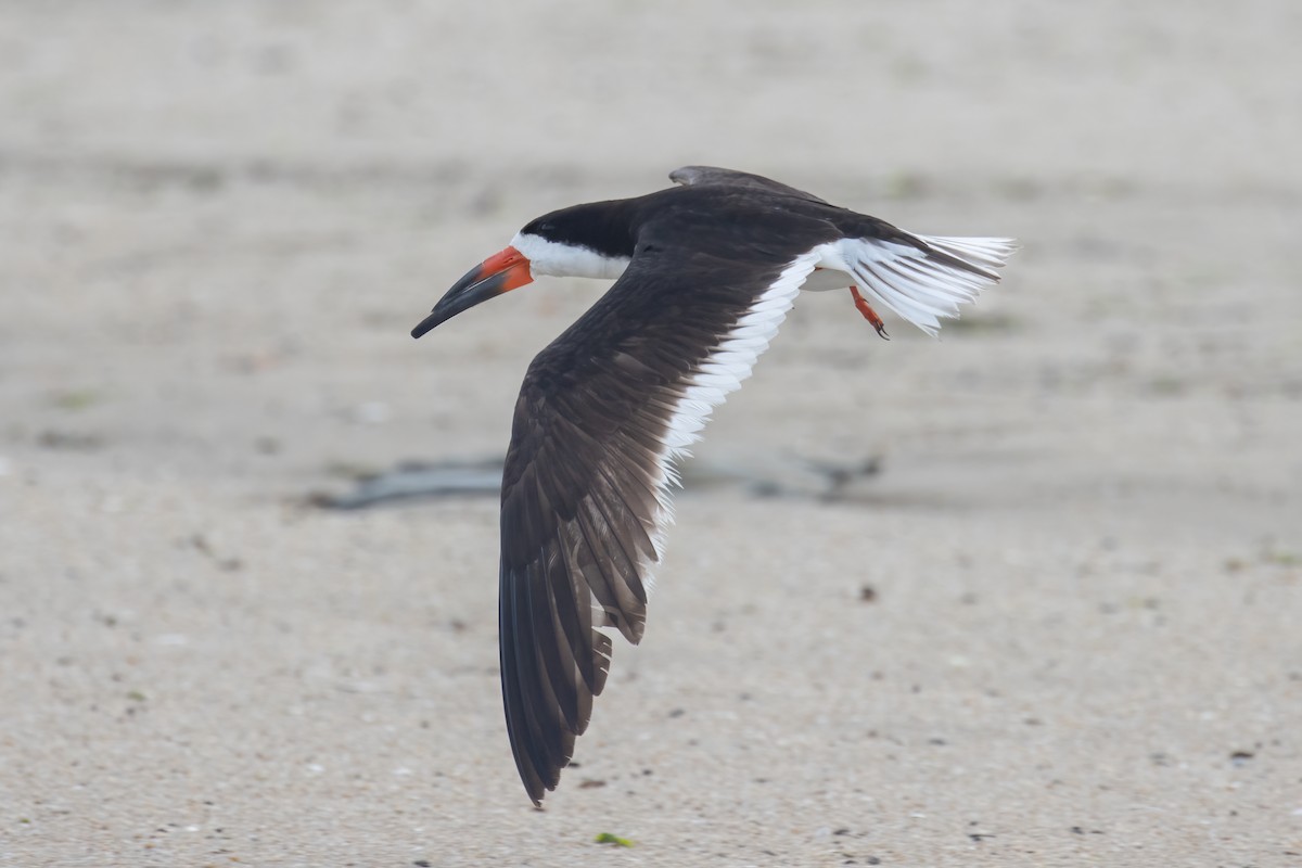 Black Skimmer - Kalpesh Krishna