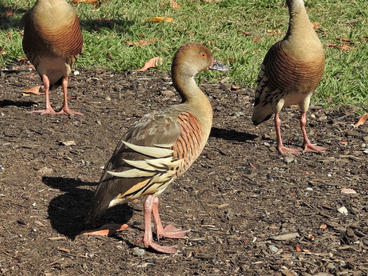 Plumed Whistling-Duck - Guy Castley