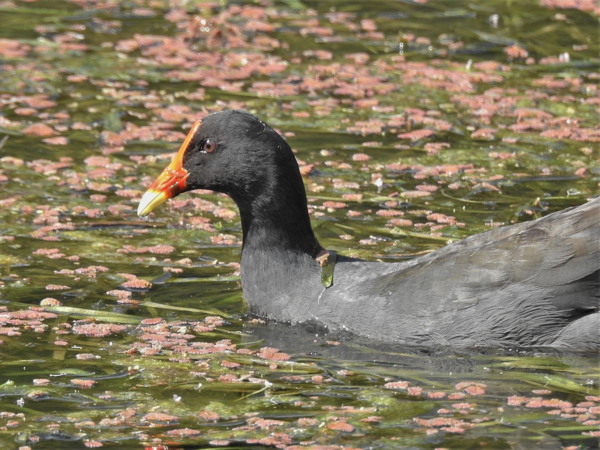 Dusky Moorhen - ML608699972