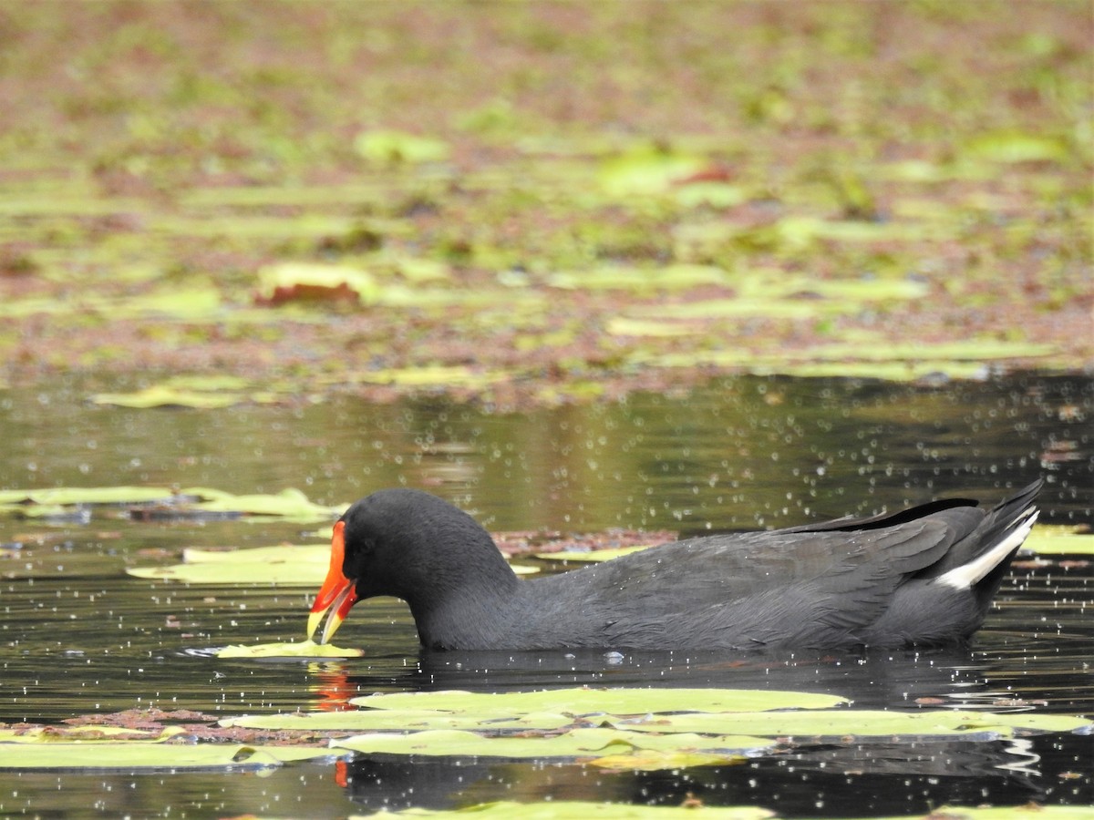 Dusky Moorhen - ML608699973