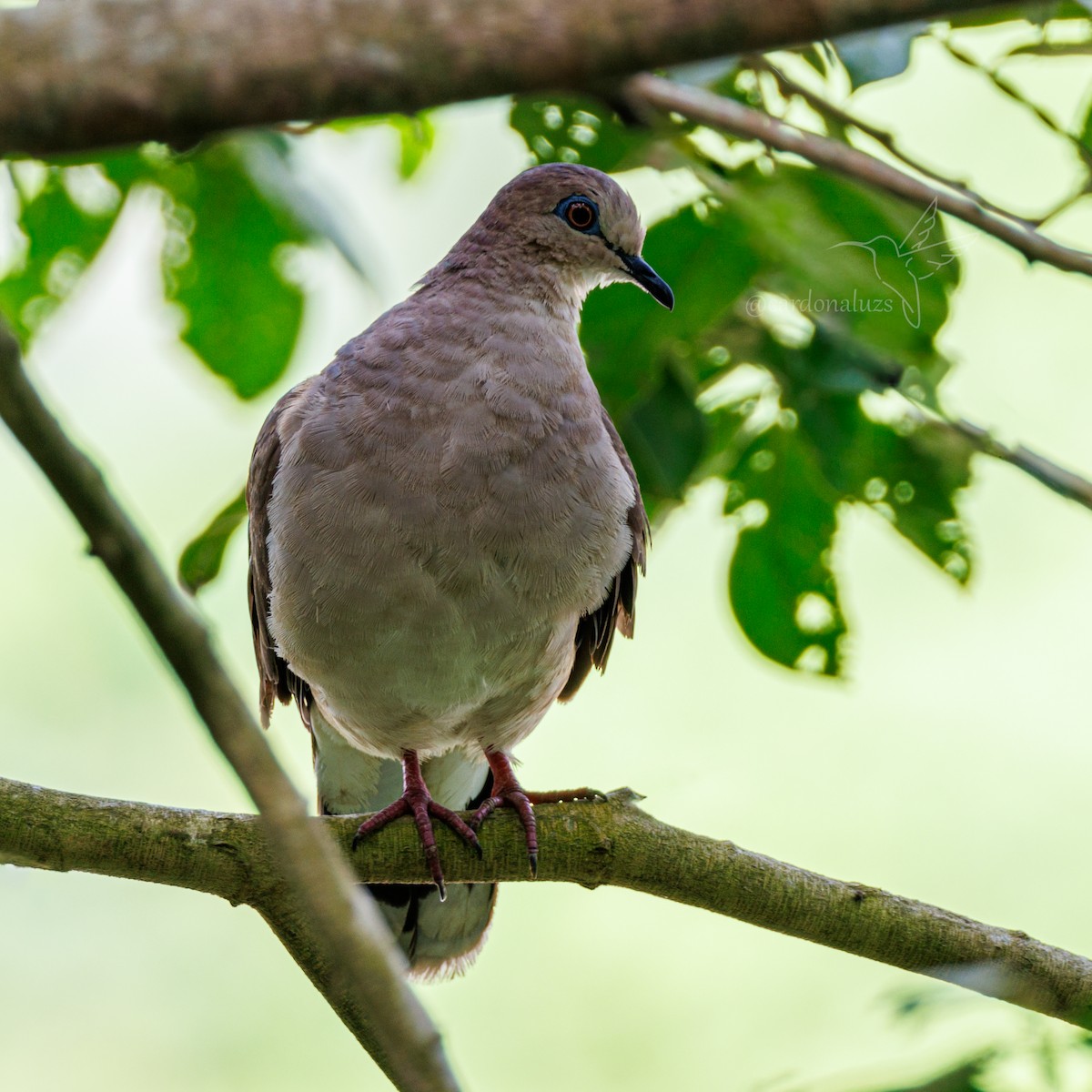 White-tipped Dove - ML608700199