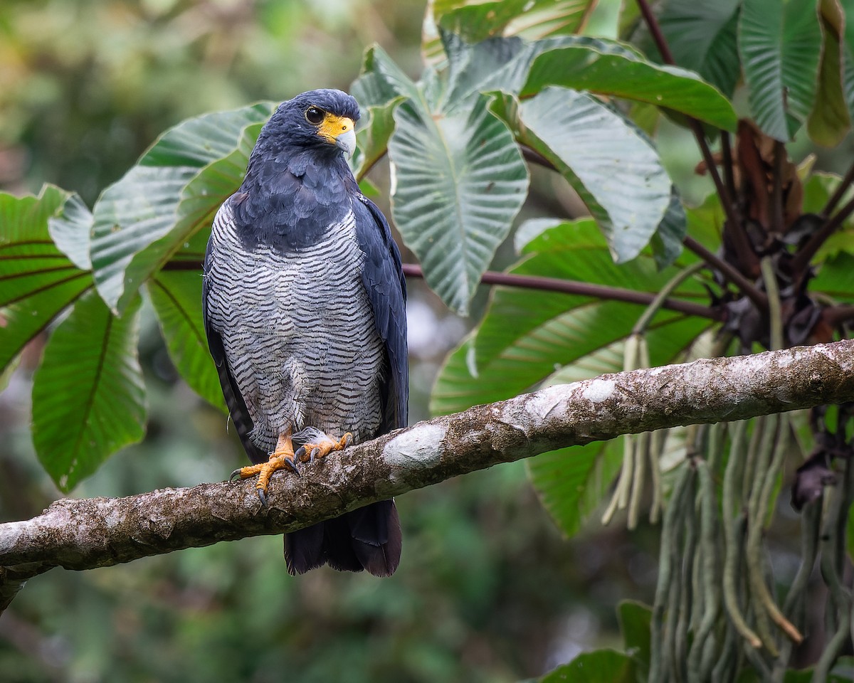 Barred Hawk - ML608700262