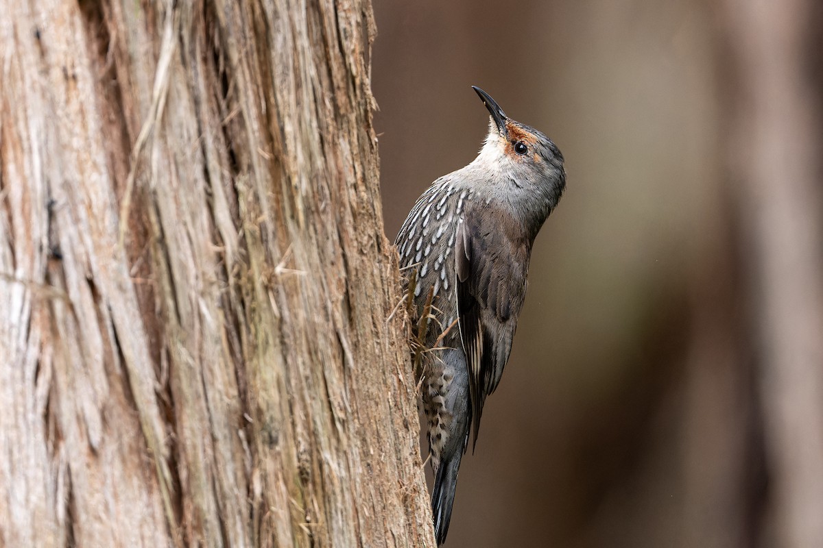 Red-browed Treecreeper - ML608700350