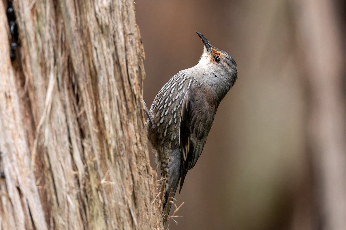 Red-browed Treecreeper - John  Van Doorn