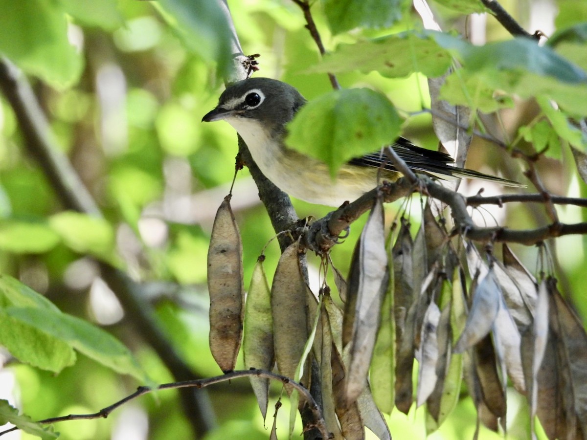 Blue-headed Vireo - Lois Rockhill