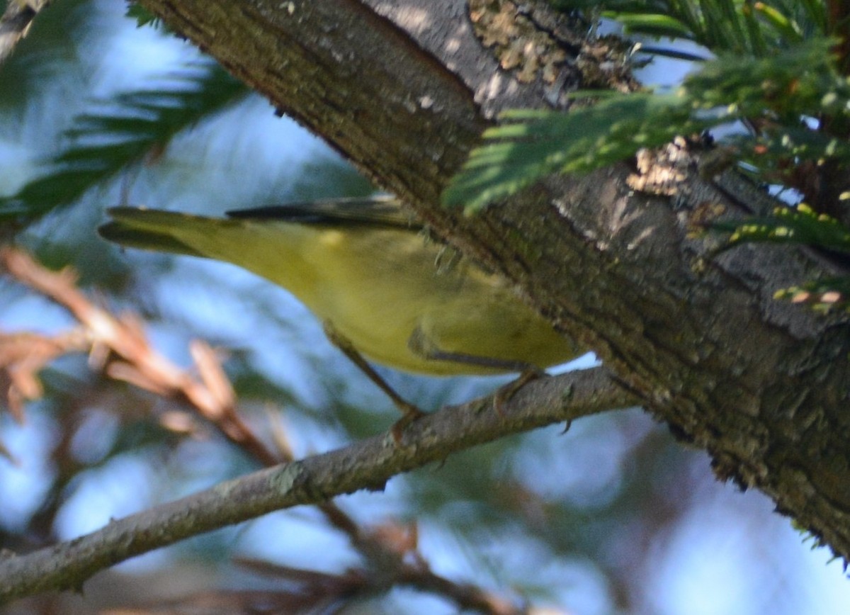 Yellow Warbler - Cathy Pasterczyk