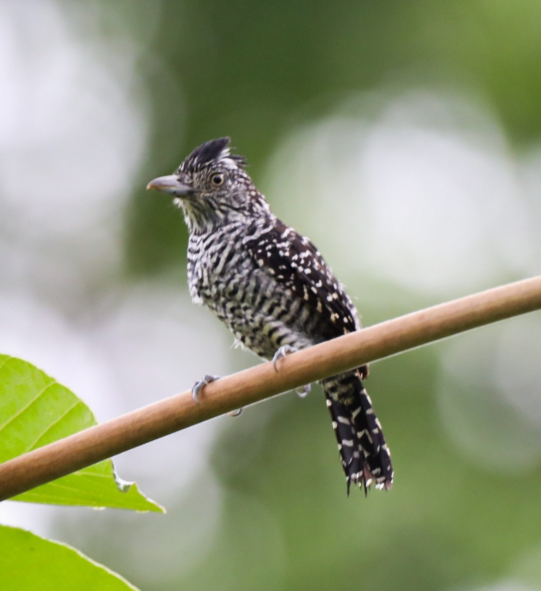 Barred Antshrike - ML608700540