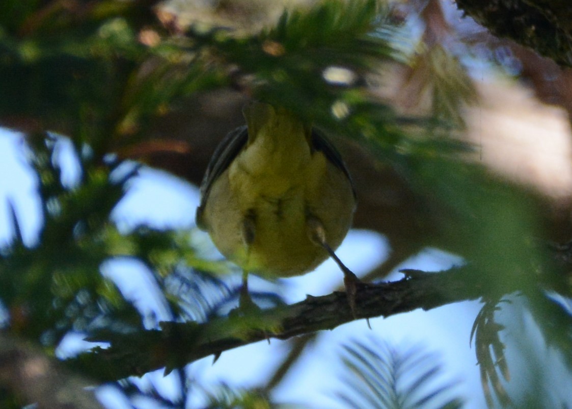 Yellow Warbler - ML608700549