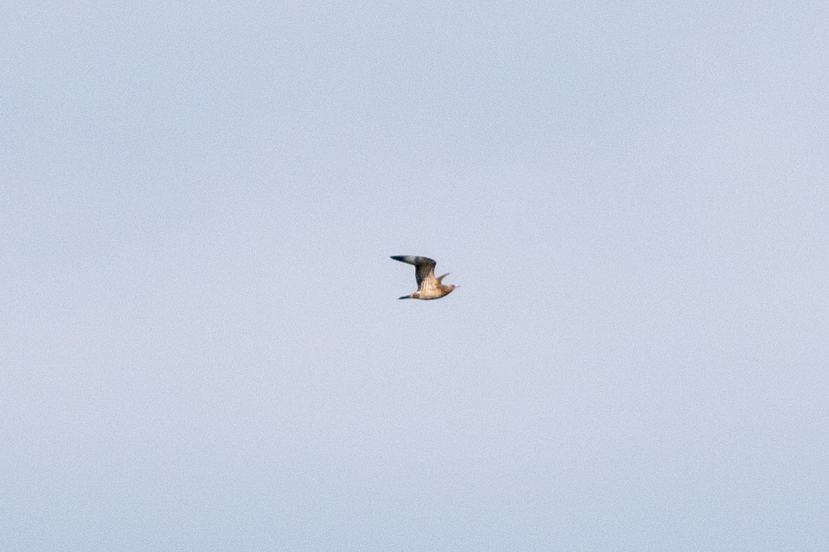 Parasitic Jaeger - Matt Parsons