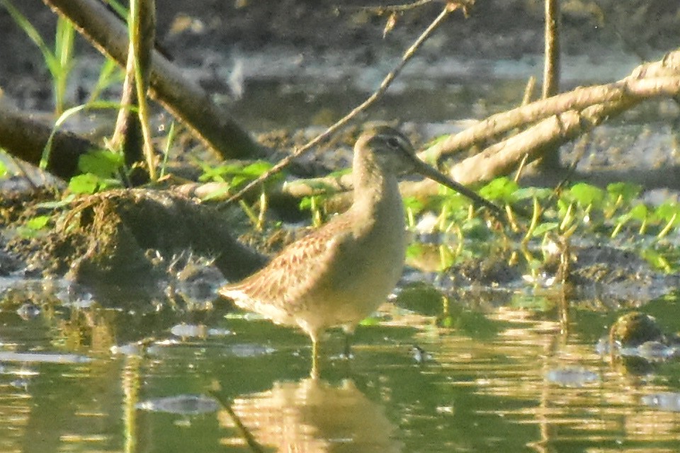 Long-billed Dowitcher - Michael Eaton