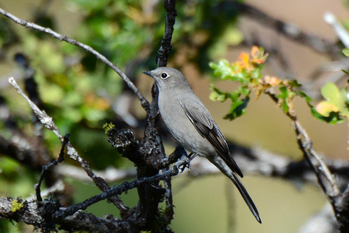 Townsend's Solitaire - ML608700734