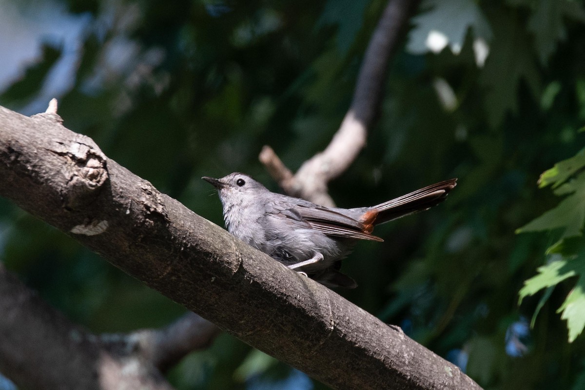 Gray Catbird - ML608701171