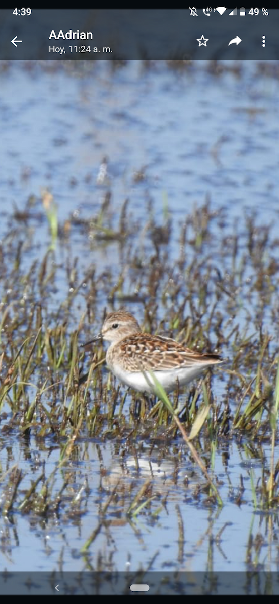 Least Sandpiper - ML608701179