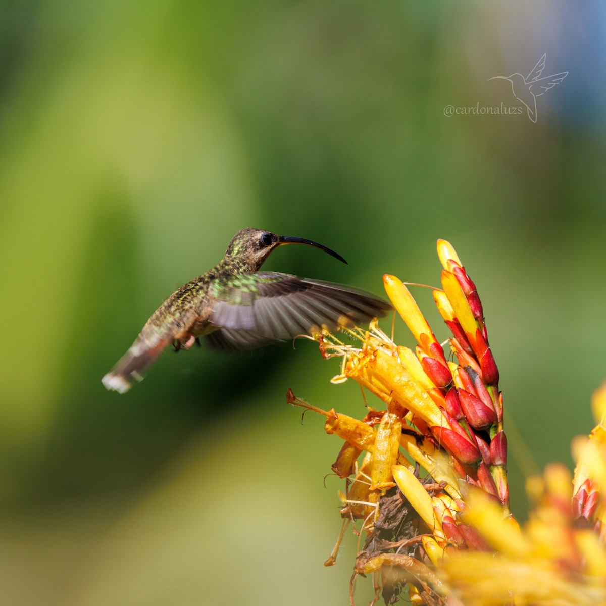 kolibřík světlebřichý - ML608701189