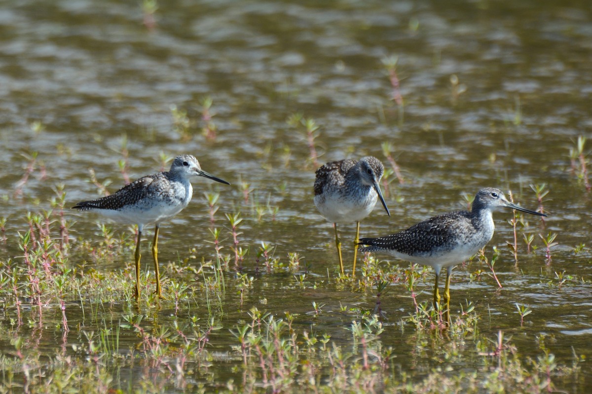 Greater Yellowlegs - ML608701206