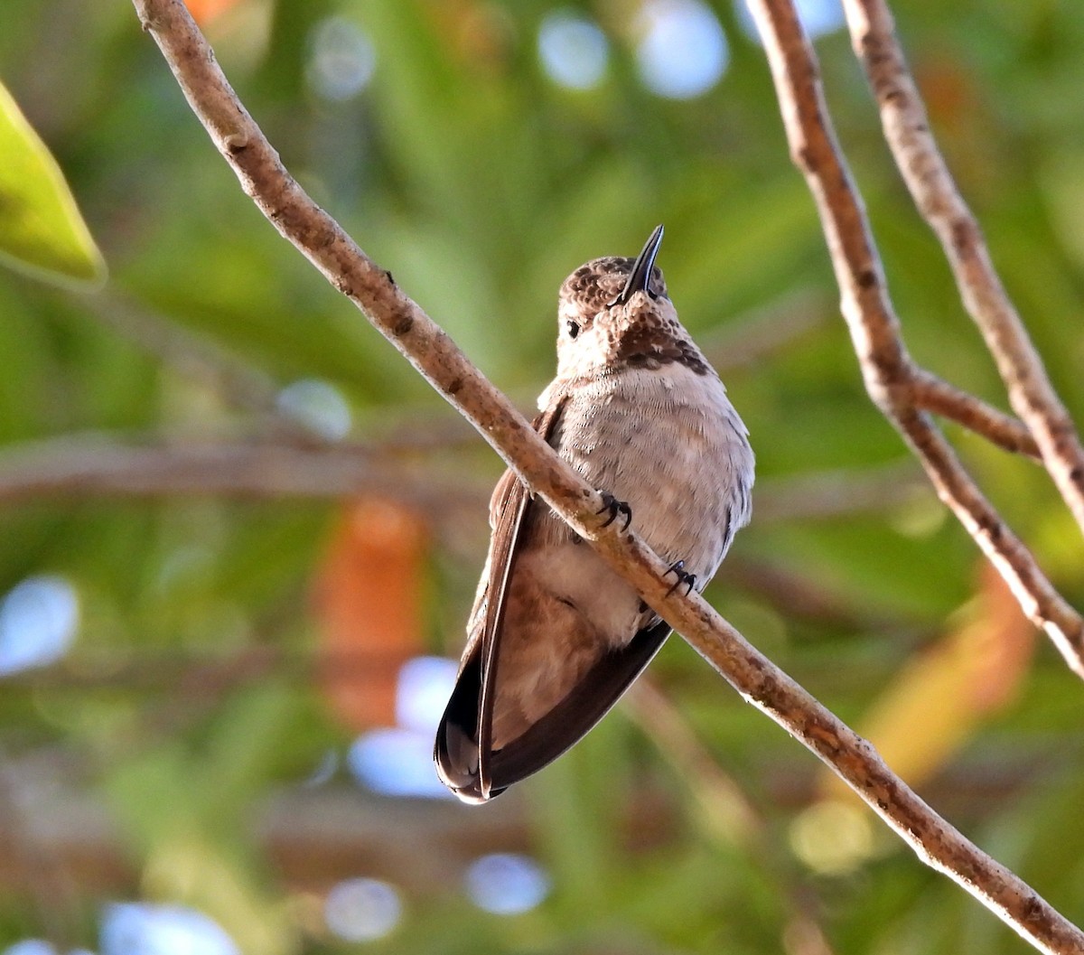 Anna's Hummingbird - ML608701426
