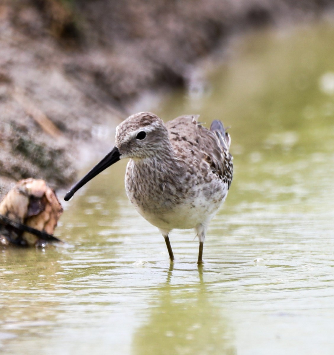 Stilt Sandpiper - ML608701430