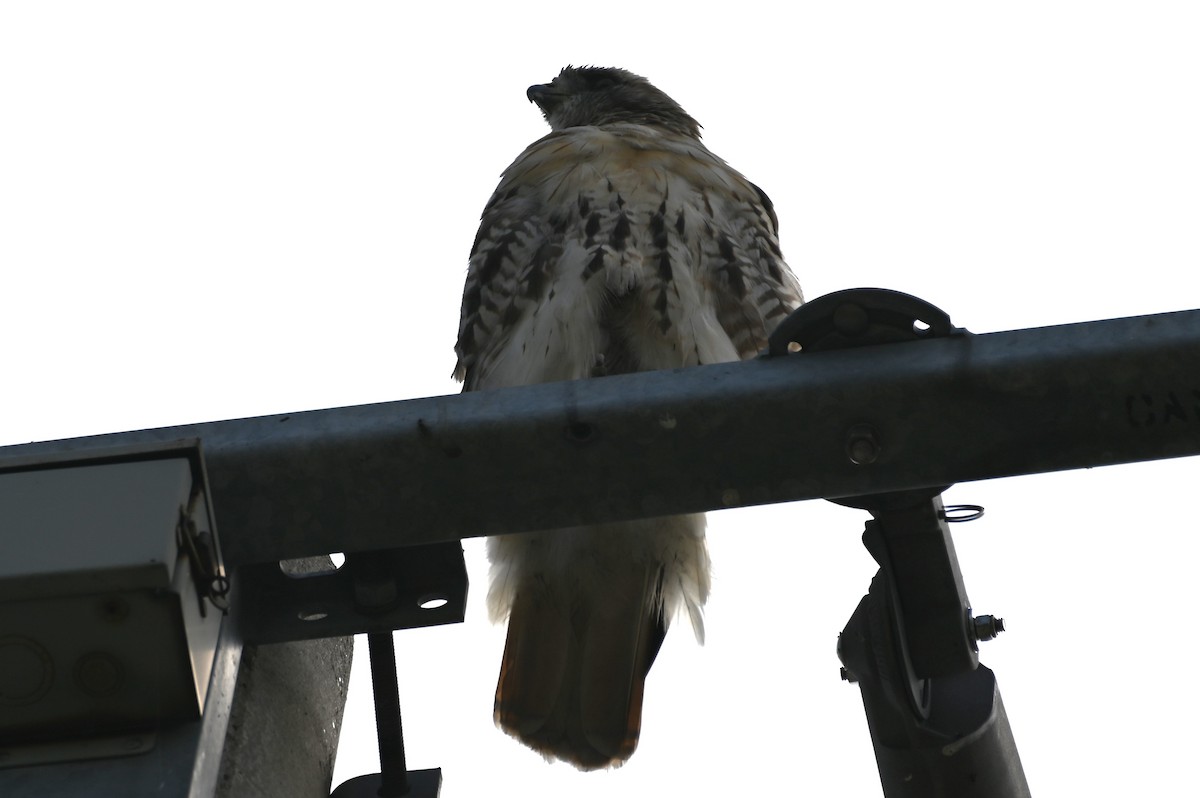 Red-tailed Hawk - ML608701579