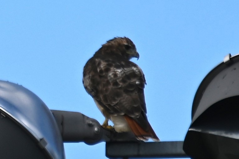 Red-tailed Hawk - ML608701580