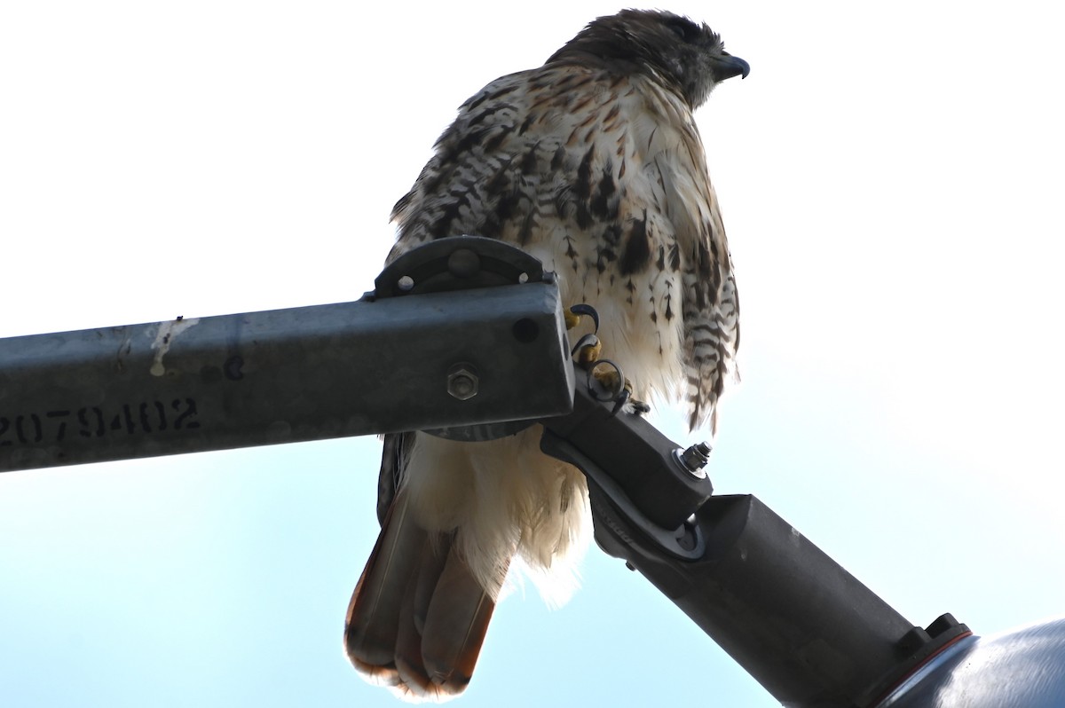 Red-tailed Hawk - ML608701581