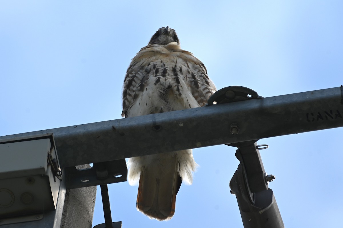 Red-tailed Hawk - ML608701582