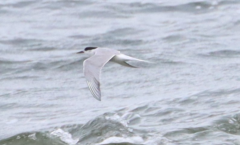 Common Tern - ML608701749