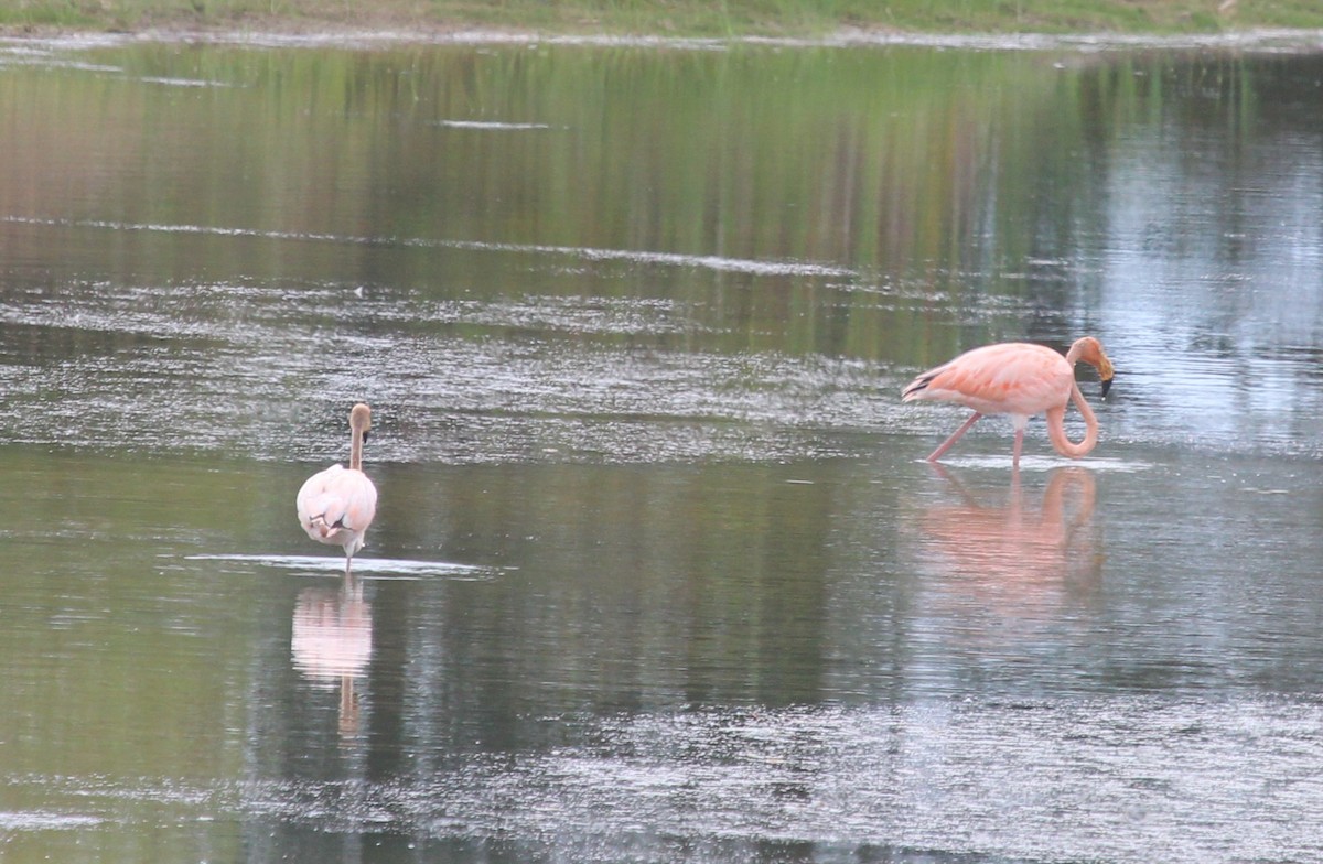 American Flamingo - ML608701763