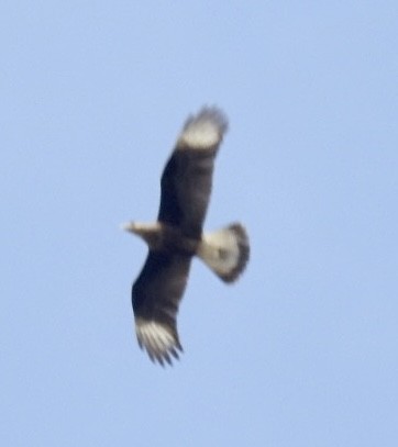 Crested Caracara - ML608701803