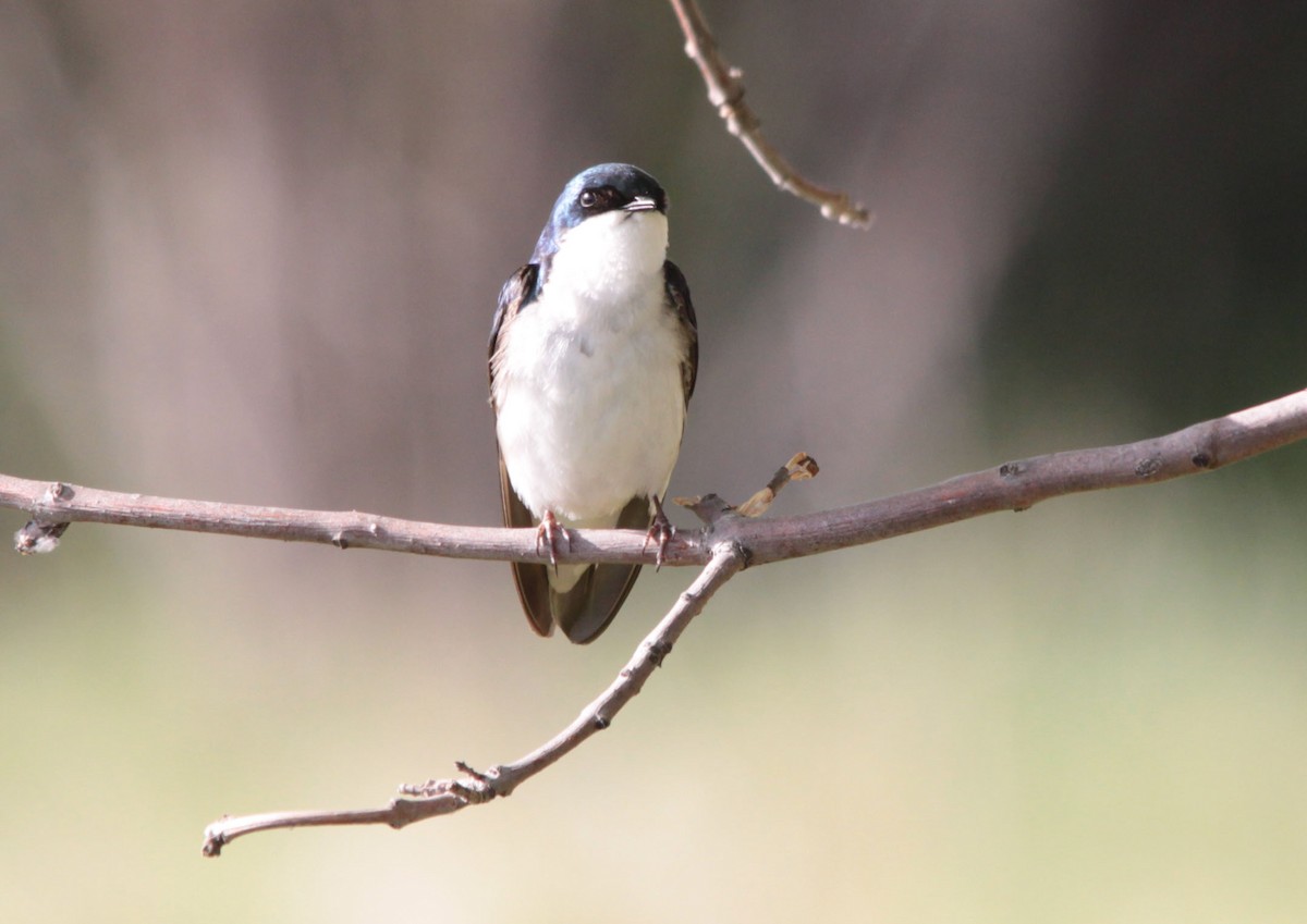 Hirondelle bicolore - ML60870181