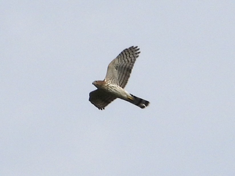 Cooper's Hawk - Haley Gottardo