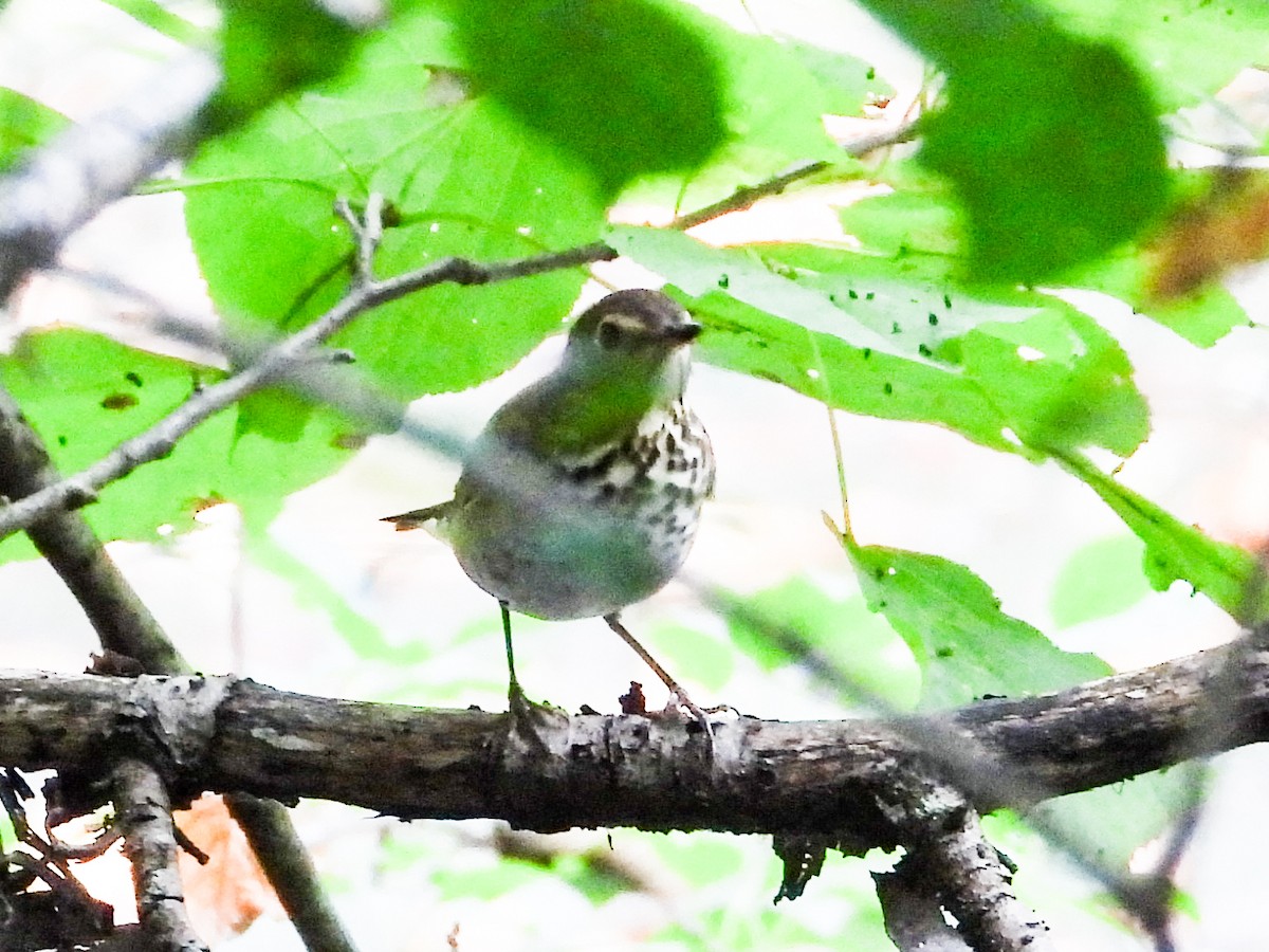 Swainson's Thrush - ML608701870