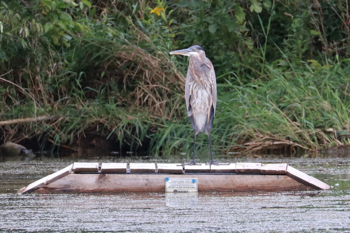 Great Blue Heron - ML608701917