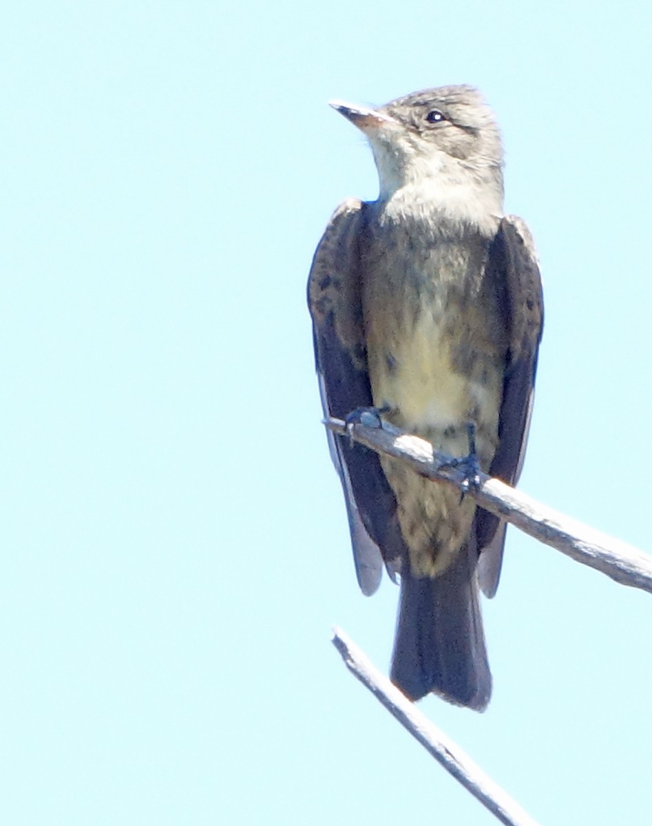 Western Wood-Pewee - ML608701956