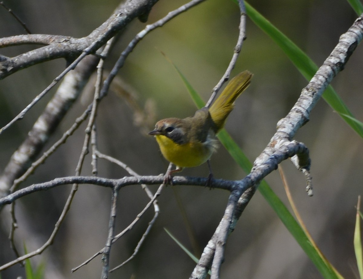 Common Yellowthroat - Cathy Pasterczyk