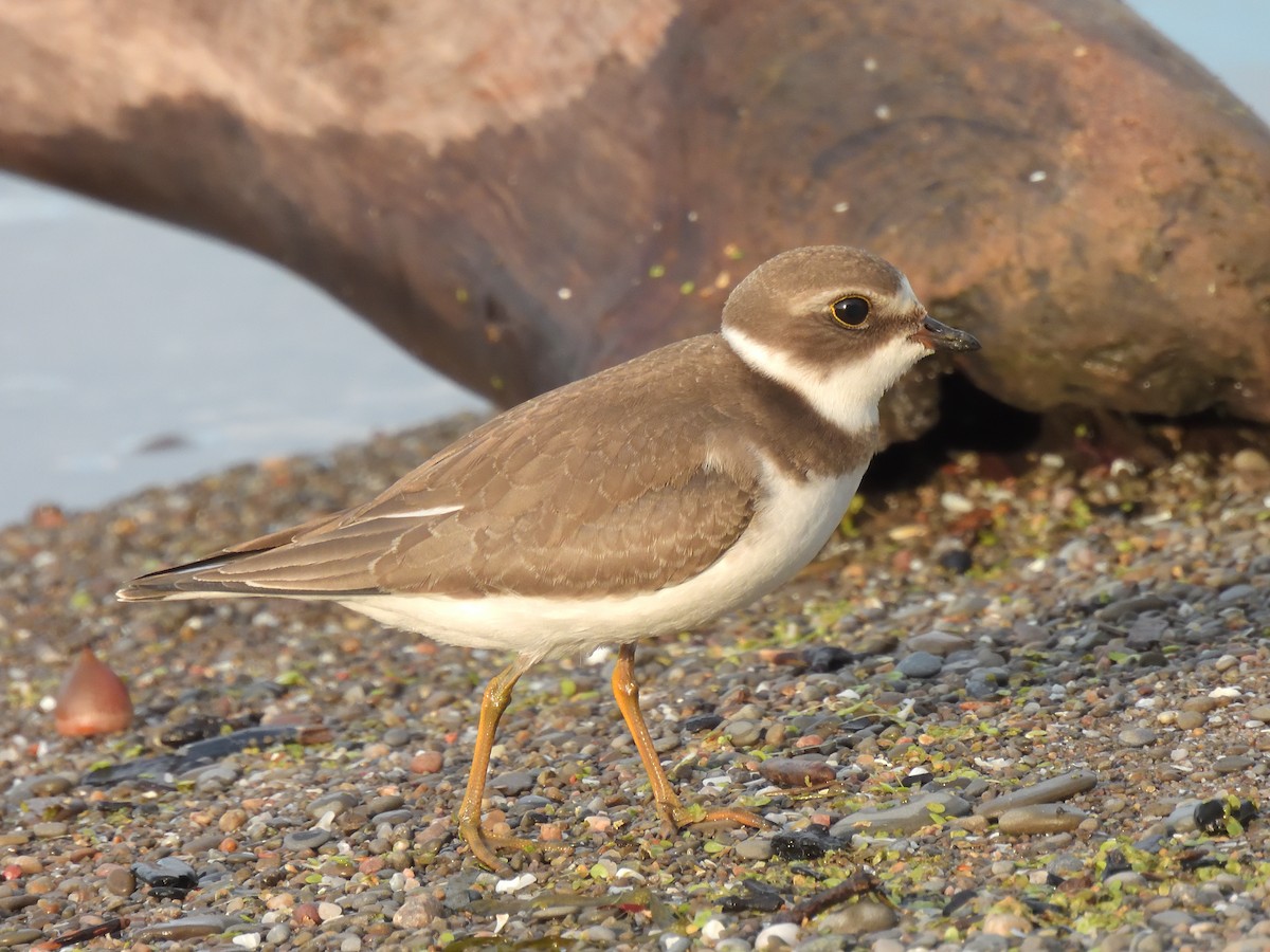 Semipalmated Plover - ML608701980