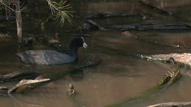 Eurasian Coot - ML608702017