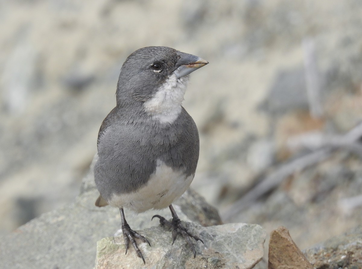 Diuca Finch - Pablo Gutiérrez Maier