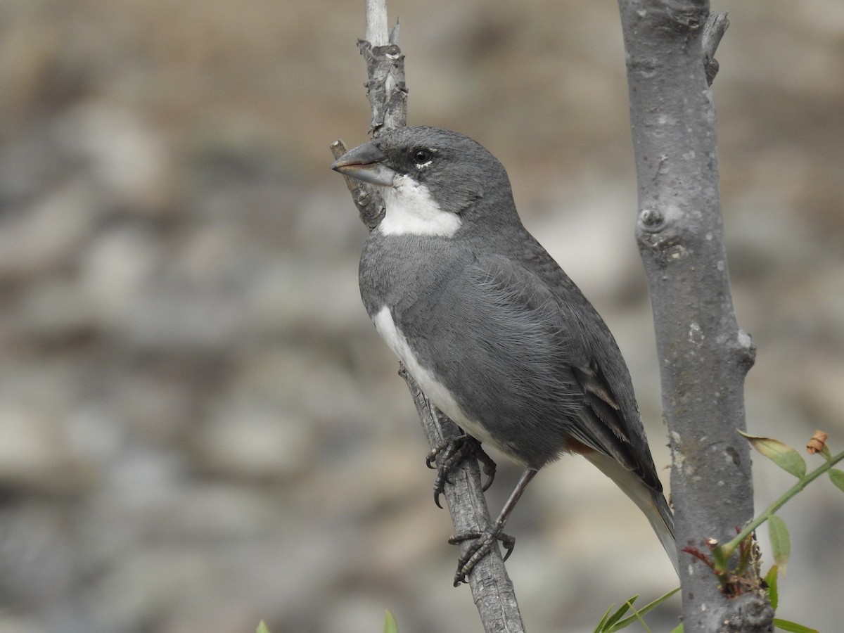 Diuca Finch - ML608702025