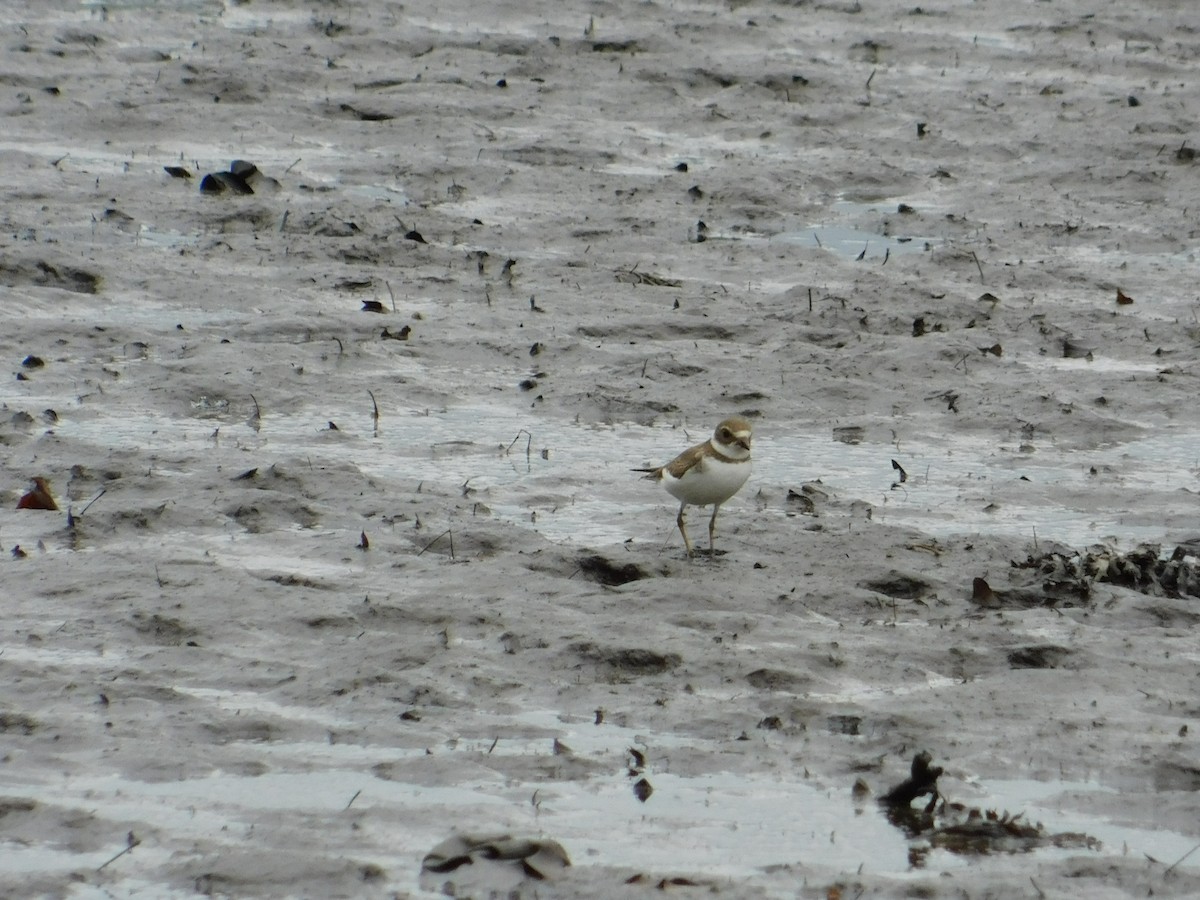 Semipalmated Plover - ML608702248