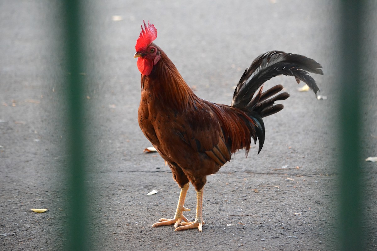 Red Junglefowl (Domestic type) - ML608702258