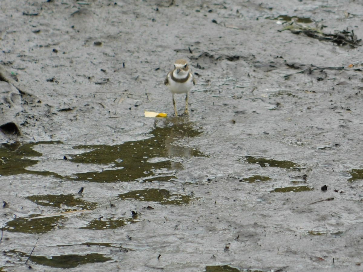 Semipalmated Plover - ML608702259