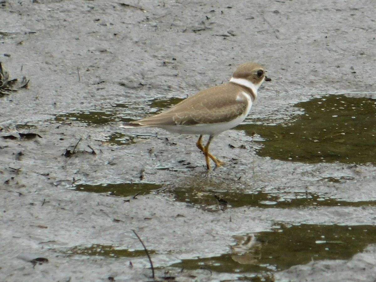 Semipalmated Plover - ML608702261