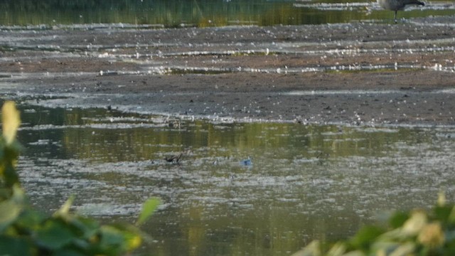 Phalarope à bec large - ML608702271