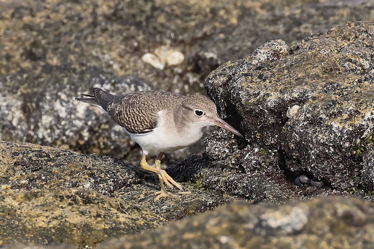 Spotted Sandpiper - ML608702286