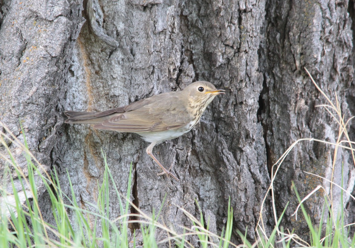 Swainson's Thrush - ML60870231