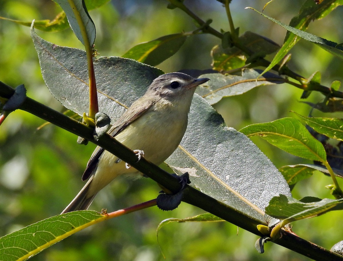 Vireo Gorjeador (grupo swainsoni) - ML608702339