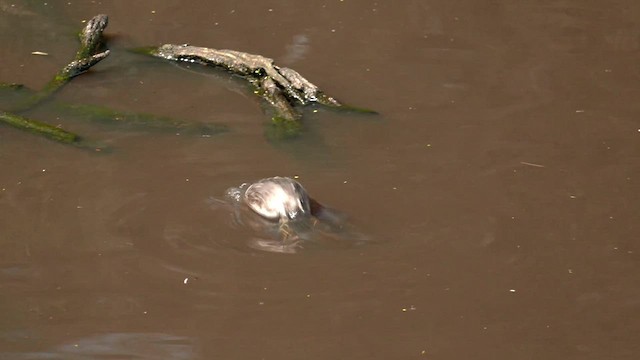 Hoary-headed Grebe - ML608702380